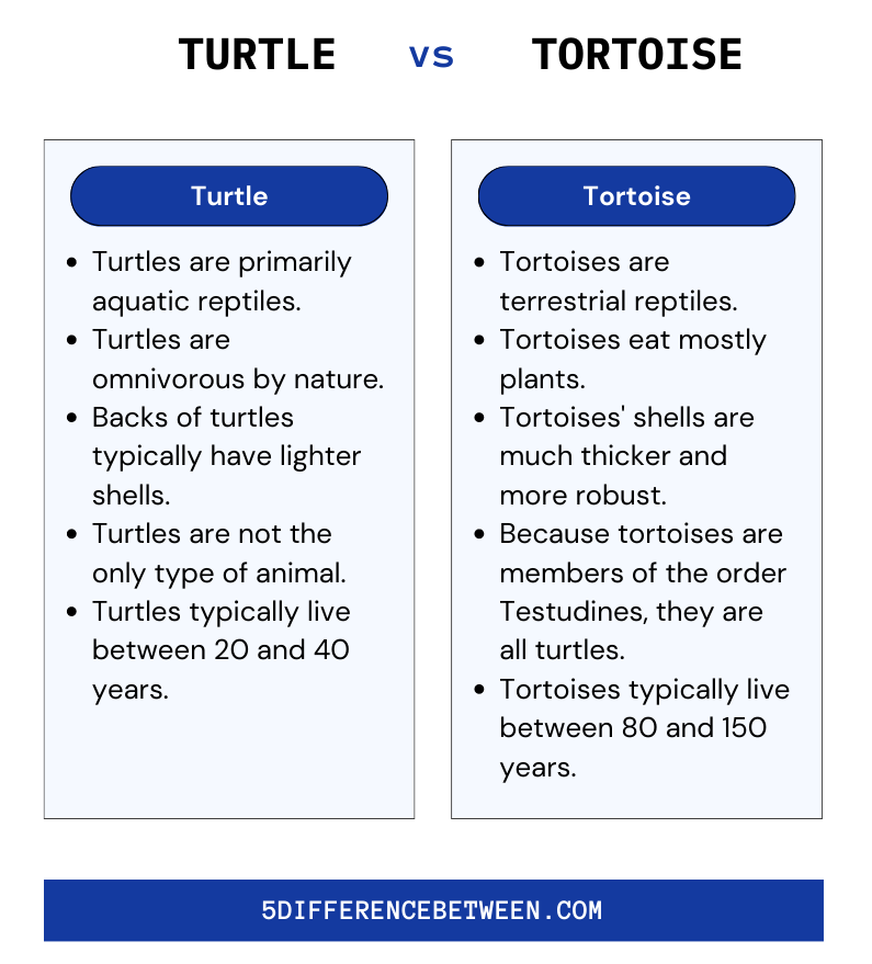 Turtle and Tortoise