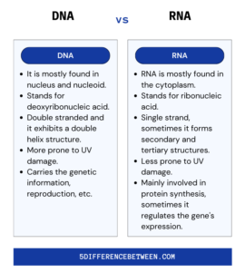 5 Difference Between DNA and RNA | DNA Vs RNA