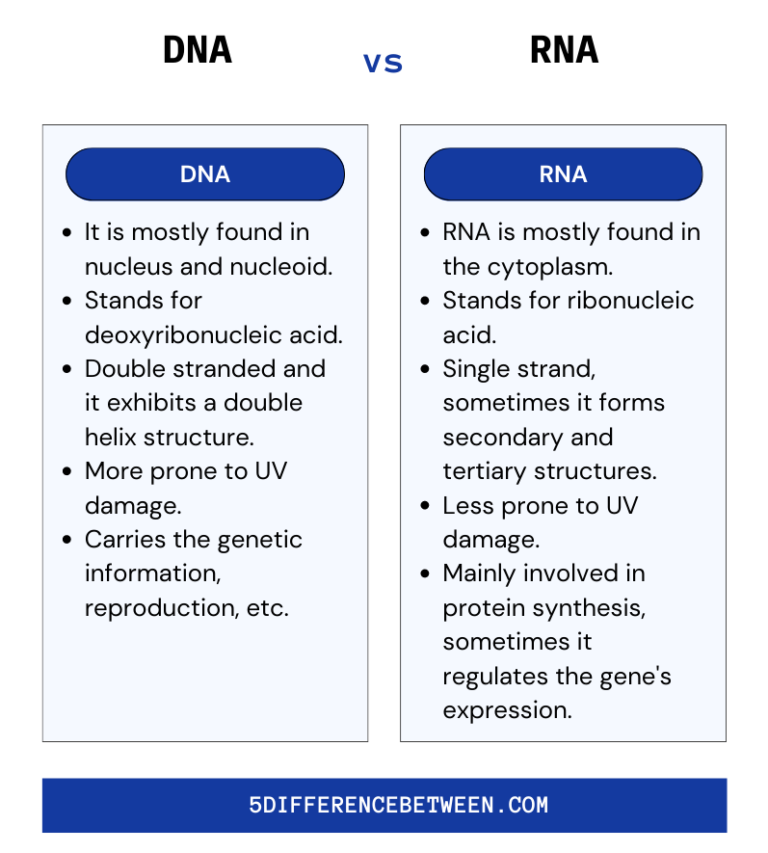 5 Difference Between Dna And Rna Dna Vs Rna 5981