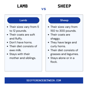 5 Difference Between Lamb And Sheep | Lamb Vs Sheep