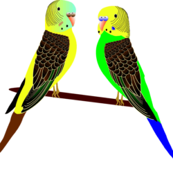 Parakeets And Lorikeets