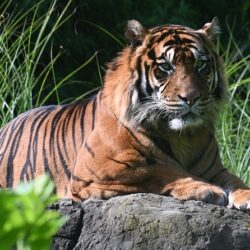 Siberian Tigers And Bengal Tigers